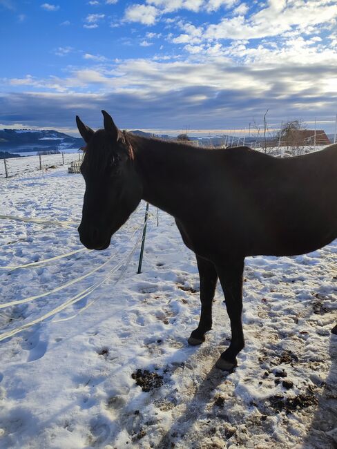 Araber Jungwallach sucht Traumplatz, Jasmin, Horses For Sale, Kumberg, Image 2