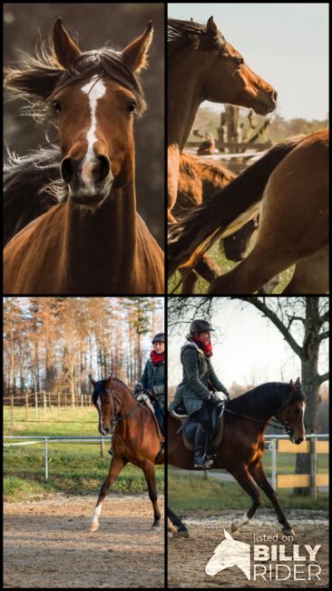 #arabianlove #allrounder, WOW Pferd  (WOW Pferd), Konie na sprzedaż, Bayern - Attenkirchen, Image 6