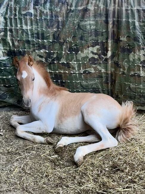 Partbred Araber 82 % Hengstfohlen, Cowgirl Sue, Horses For Sale, Murgenthal, Image 3
