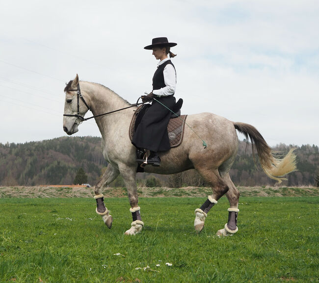 Araber-Lusitano Mix, Linda, Horses For Sale, Bredebro 