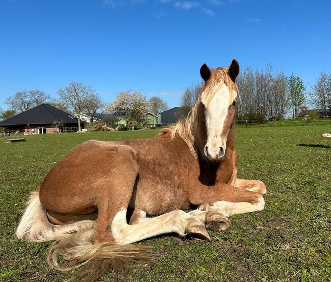 Araber Berber Wallach ( VFZB), unglaublich toller Charakter, geboren 2021, Birgit , Horses For Sale, Bunsoh, Image 3