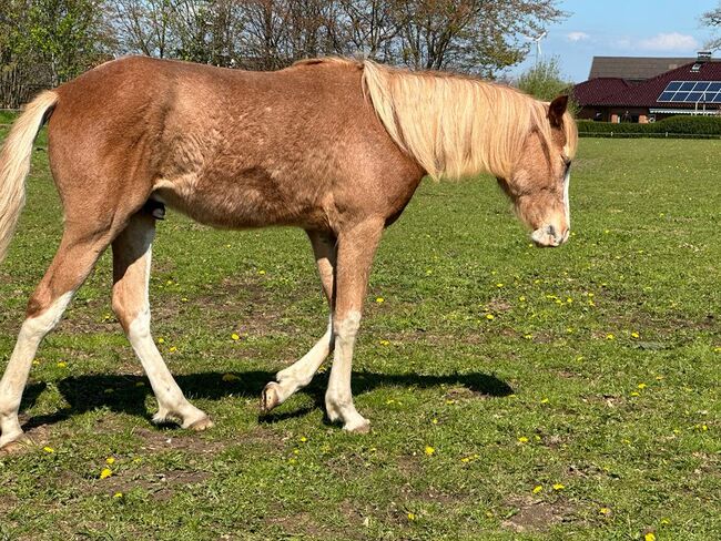 Araber Berber Wallach ( VFZB), unglaublich toller Charakter, geboren 2021, Birgit , Horses For Sale, Bunsoh, Image 5