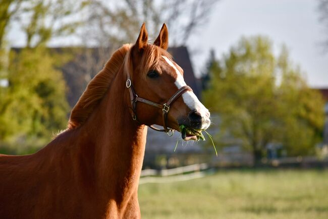 Arabisches Partbred Wallach 8 Jahre, Anna , Horses For Sale, Wamel, Image 4