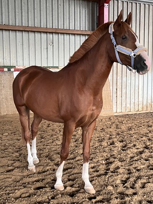 Arabisches Partbred Wallach 8 Jahre, Anna , Horses For Sale, Wamel, Image 11