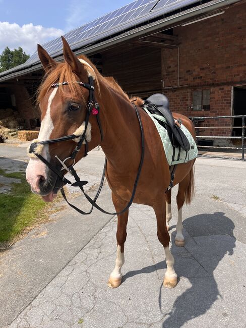 Arabisches Partbred Wallach 8 Jahre, Anna , Horses For Sale, Wamel, Image 6