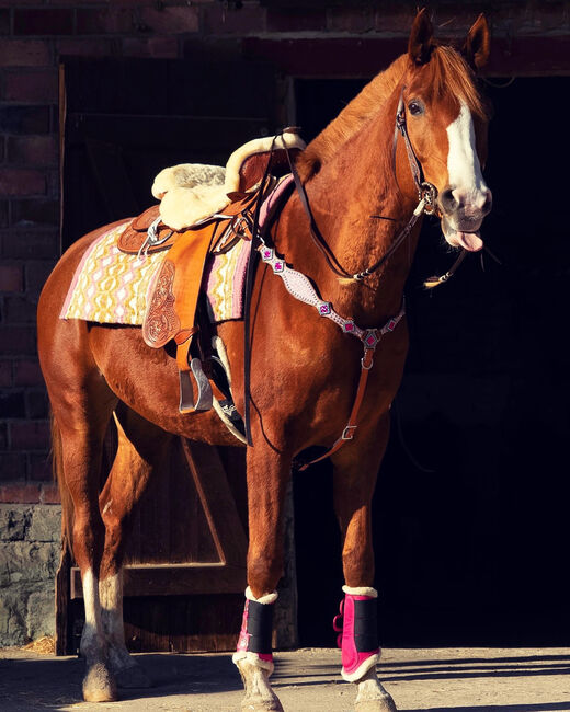 Arabisches Partbred Wallach 8 Jahre, Anna , Horses For Sale, Wamel, Image 8