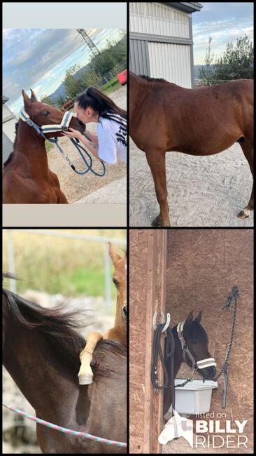 Araber Hengst, Jana, Horses For Sale, St.Lorenzen, Image 11