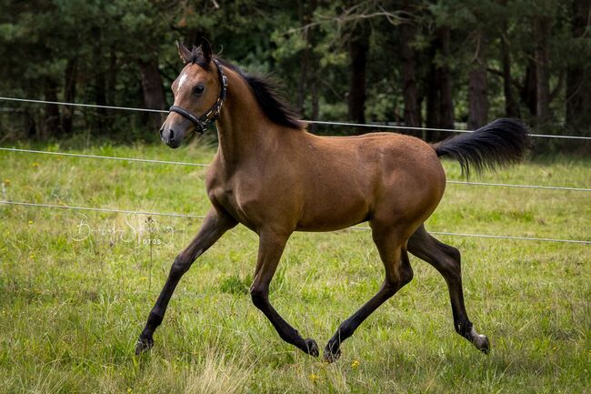 Araber Hengst aus 3/25 Jährling mit Prämie von Mefisto, Veronika Suerig, Horses For Sale, Wietze