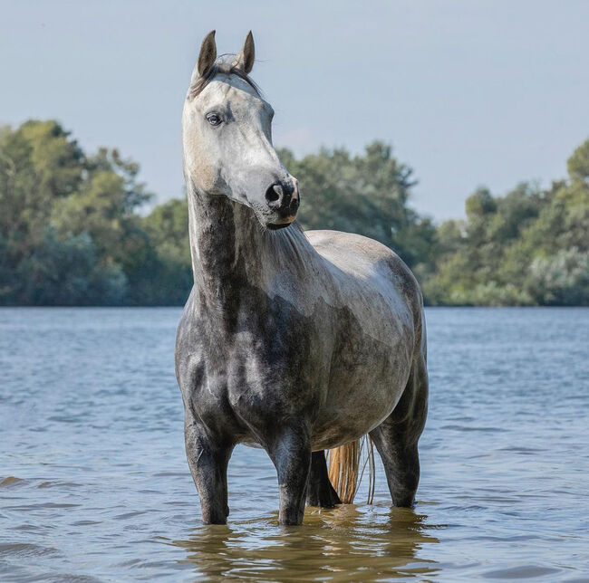 Araber Wallach, Arabisches Halbblut, Marie, Horses For Sale, Oberkrämer, Image 17