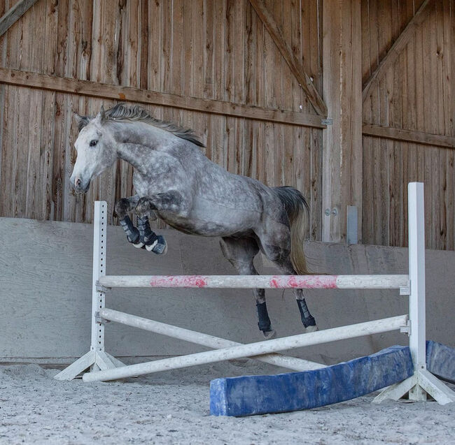 Araber Wallach, Arabisches Halbblut, Marie, Horses For Sale, Oberkrämer, Image 8