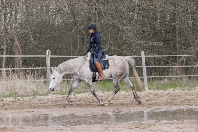 Araber Wallach, Arabisches Halbblut, Marie, Horses For Sale, Oberkrämer, Image 3