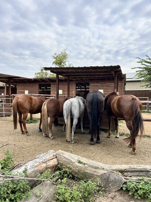 Araber Wallach, Arabisches Halbblut, Marie, Horses For Sale, Oberkrämer, Image 9