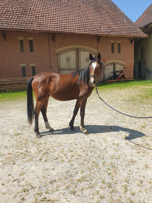 Wallach Araber, Kinga , Horses For Sale, Ziemetshausen , Image 2