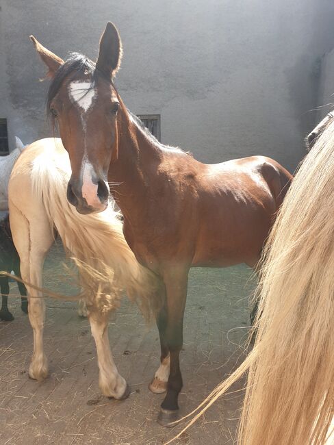 Wallach Araber, Kinga , Horses For Sale, Ziemetshausen , Image 5