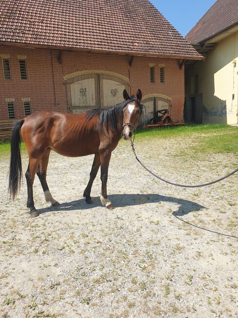 Wallach Araber, Kinga , Horses For Sale, Ziemetshausen , Image 7