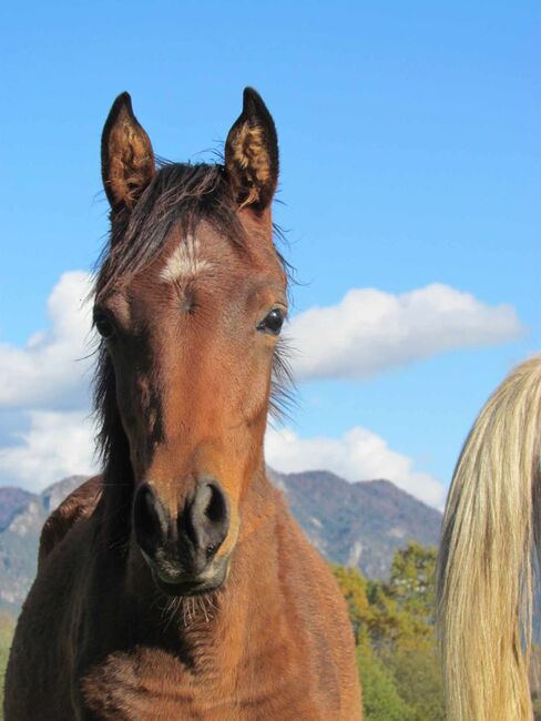 Arabian verkauf, Matic berden , Horses For Sale, Jesenice, Image 4