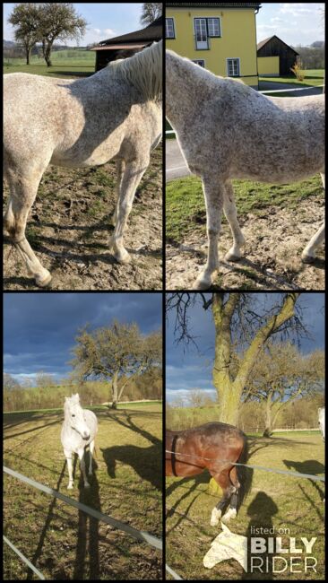 Arabisches Vollblut, Sturmlechner Karl, Horses For Sale, Oberndorf an der Melk, Image 6