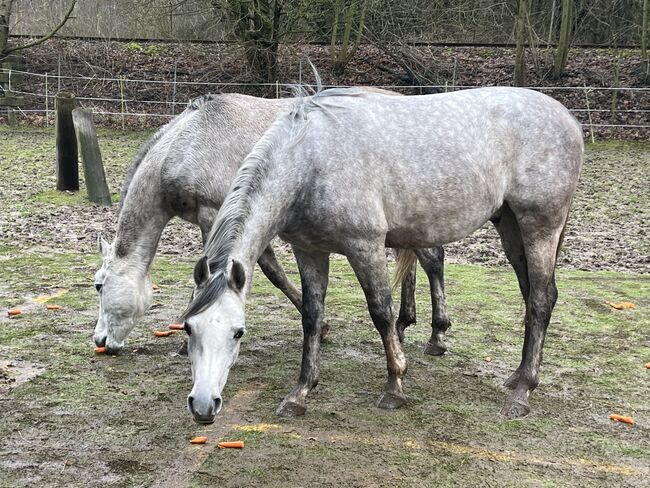 Arabisches Vollblut Araber Wallach, Anja kahlmeier , Horses For Sale, Bockenem , Image 8