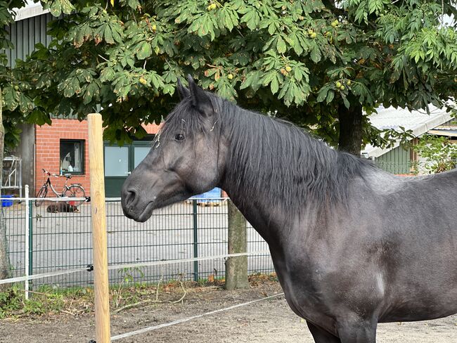 Araber x Friesen Mix Arabofriese Stute, Romy, Horses For Sale, Schiffdorf, Image 6