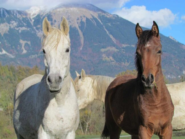 Arabian verkauf, Matic berden , Pferd kaufen, Jesenice