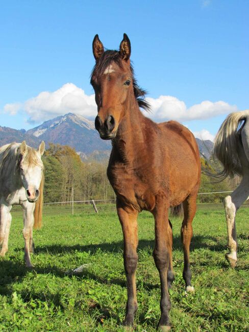 Arabian verkauf, Matic berden , Pferd kaufen, Jesenice, Abbildung 5