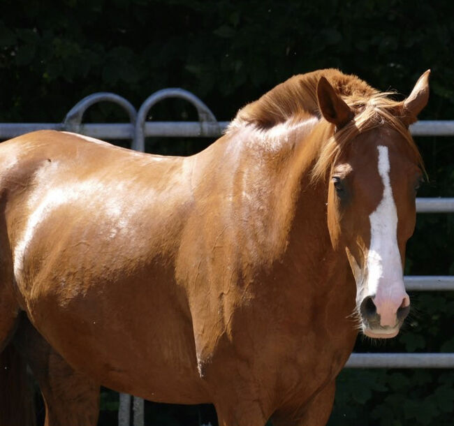 Arabisches Partbred Wallach 8 Jahre, Anna , Pferd kaufen, Wamel, Abbildung 9