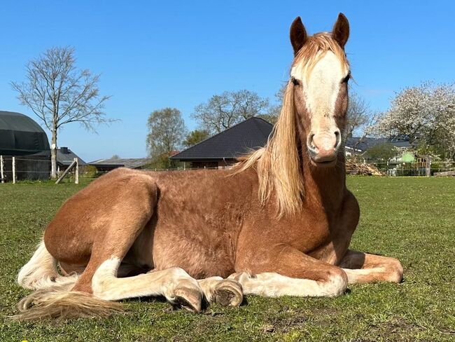 Araber Berber Wallach ( VFZB), unglaublich toller Charakter, geboren 2021, Birgit , Horses For Sale, Bunsoh, Image 4