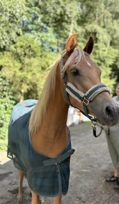 Araber Mix ♥️, Nadine , Horses For Sale, Struvenhütten