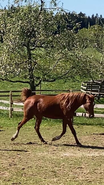 Araber Wallach, Susanne , Horses For Sale, Traunstein