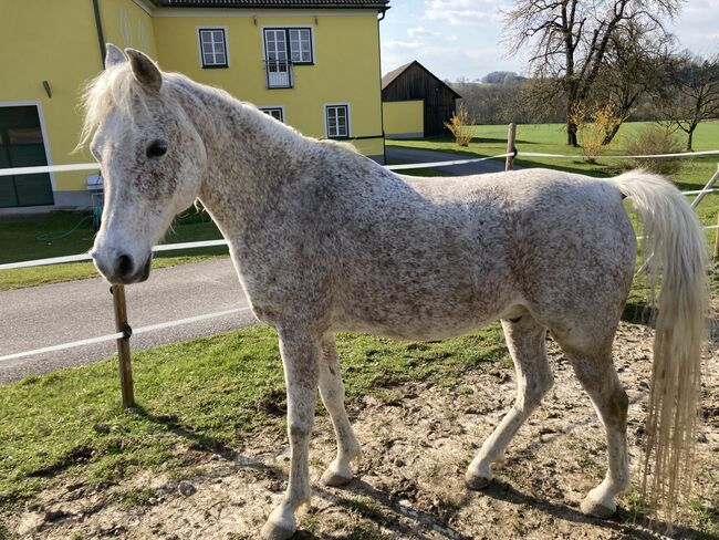 Arabisches Vollblut, Sturmlechner Karl, Horses For Sale, Oberndorf an der Melk, Image 3