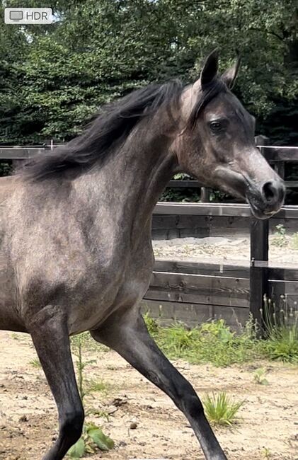 Arabian Mare, Prium Arabians, Horses For Sale, Uddel, Image 9