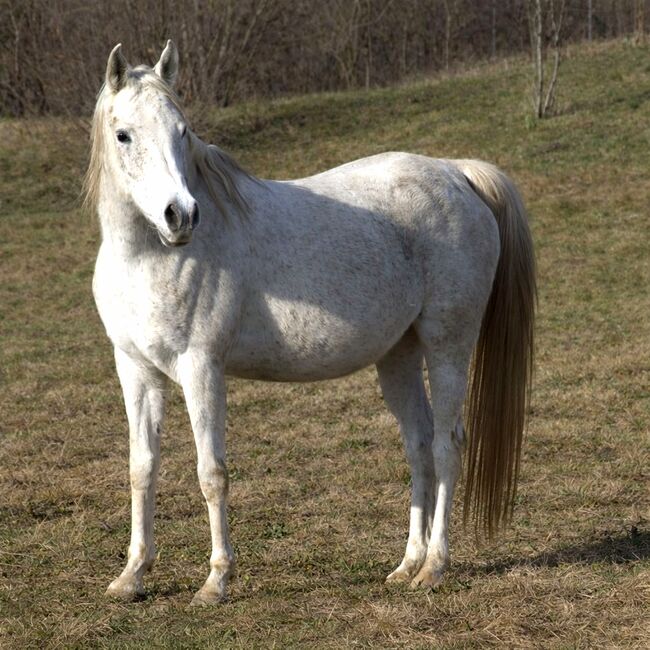 Araber Stute, Petra , Horses For Sale, Bled