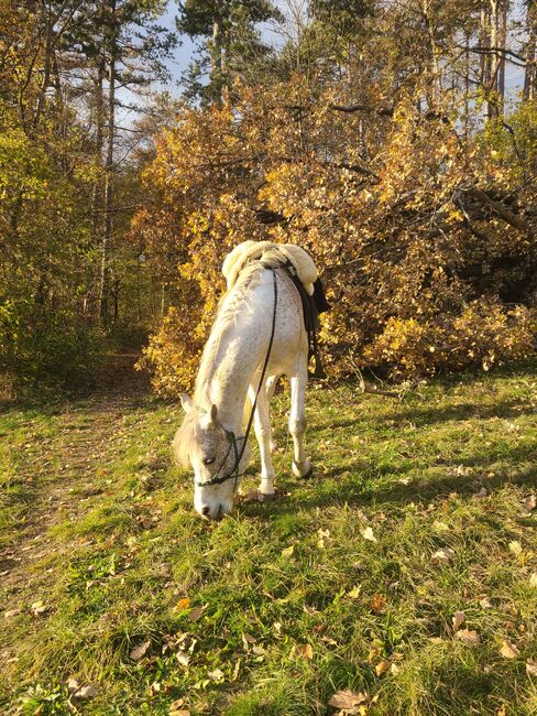 Araber Wallach 8 geritten, Babsi, Horses For Sale, Lichtenwörth, Image 9