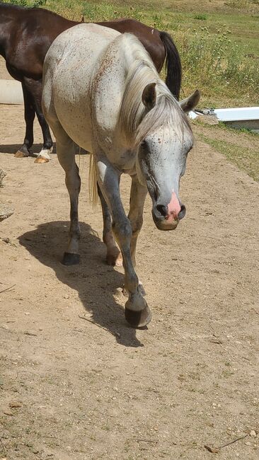 Araber Wallach 8 geritten, Babsi, Horses For Sale, Lichtenwörth, Image 4