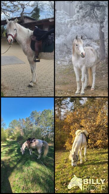 Araber Wallach 8 geritten, Babsi, Horses For Sale, Lichtenwörth, Image 11