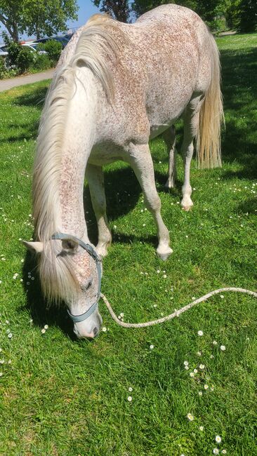 Araber Wallach 8 geritten, Babsi, Horses For Sale, Lichtenwörth, Image 10