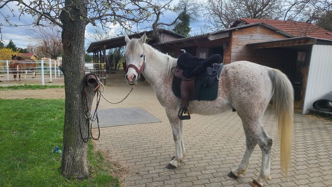 Araber Wallach 8 geritten, Babsi, Horses For Sale, Lichtenwörth