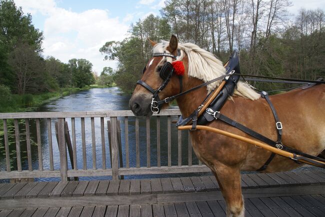 Arbeits - Spitzkummet, Sattlerei Blaser Spitzkummet, Monika Staub, Horse Harness, Dätwil bei Andelfingen, Image 4