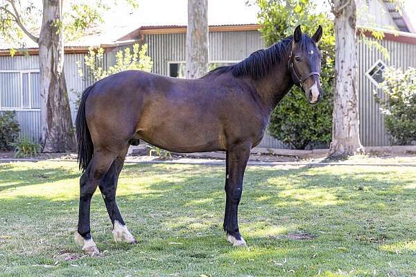Arcturus Bay Mare Warmblood, Tashaul Shafer, Horses For Sale, Birmingham