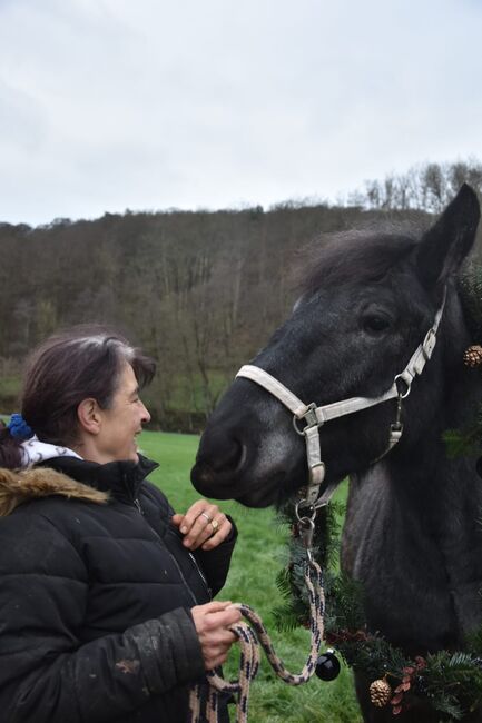 Ardenner Hengst, Rudinger Nathalie , Pferd kaufen, Gentingen 