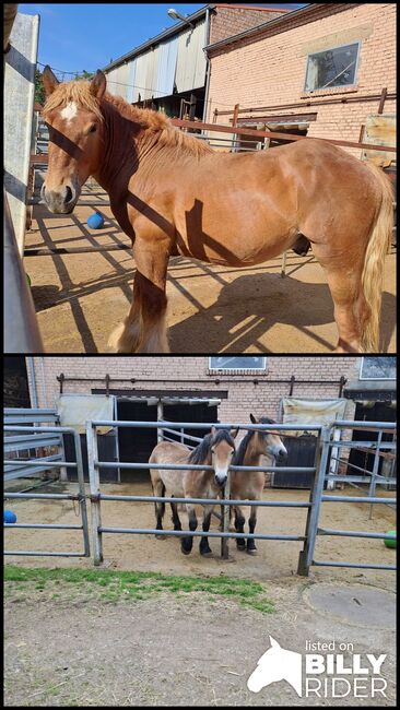 Ardenner Hengst, Elke , Horses For Sale, Neunkirchen/Saar, Image 3