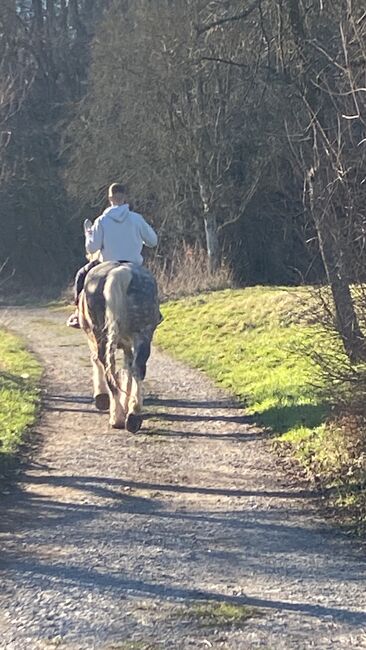 Aros Kaltblut 7 Jahre, Ariane Viktoria Kircher , Horses For Sale, Stuttgart, Image 6