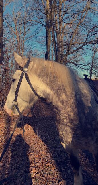 Aros Kaltblut 7 Jahre, Ariane Viktoria Kircher , Horses For Sale, Stuttgart, Image 4