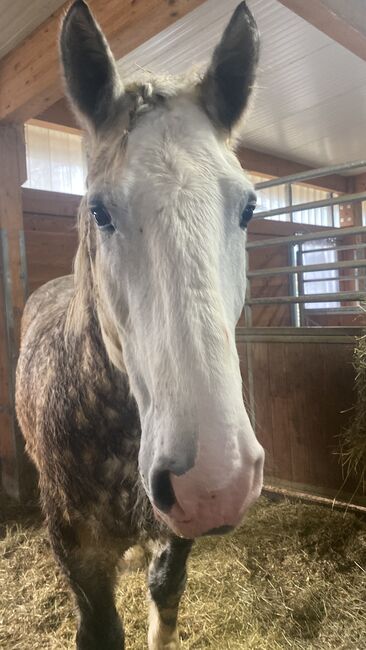 Aros Kaltblut 7 Jahre, Ariane Viktoria Kircher , Horses For Sale, Stuttgart, Image 2