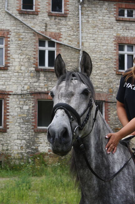 Artige 7 jährige Stute, Justine Kluge, Pferd kaufen, Ausleben , Abbildung 14