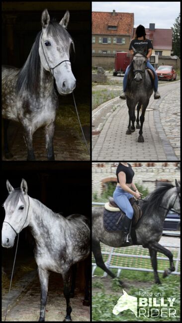 Artige 7 jährige Stute, Justine Kluge, Pferd kaufen, Ausleben , Abbildung 21