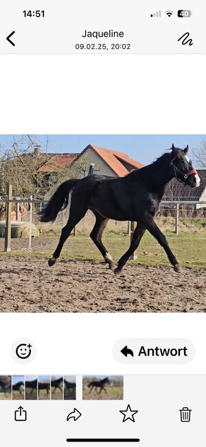 Artiger 2j Hannoveraner Hengst, Tanja Begau , Pferd kaufen, Rehburg-Loccum