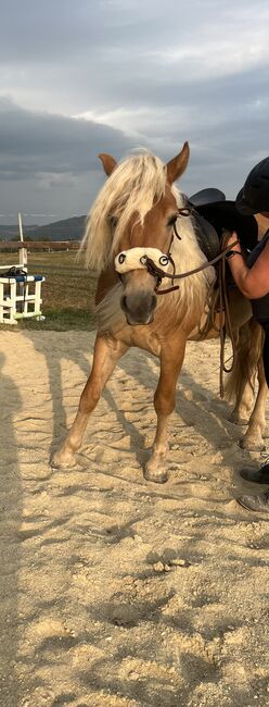 Arvid Haflinger, Helena Henninger, Horses For Sale, Steyregg, Image 5