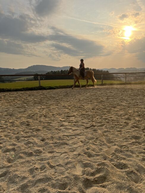 Arvid Haflinger, Helena Henninger, Horses For Sale, Steyregg, Image 3