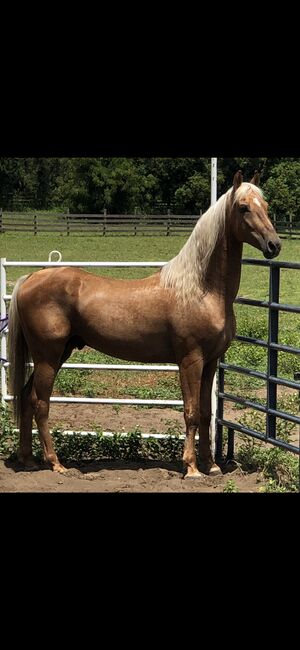 ASB Palomino Stallion Standing at Stud, Starlight Stallions, Horses For Sale, Orlando